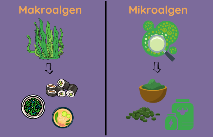 Unterschied zwischen Mikro- und Makroalgen